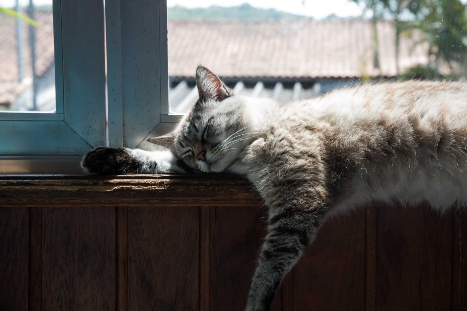 A cat sleeping next to a window