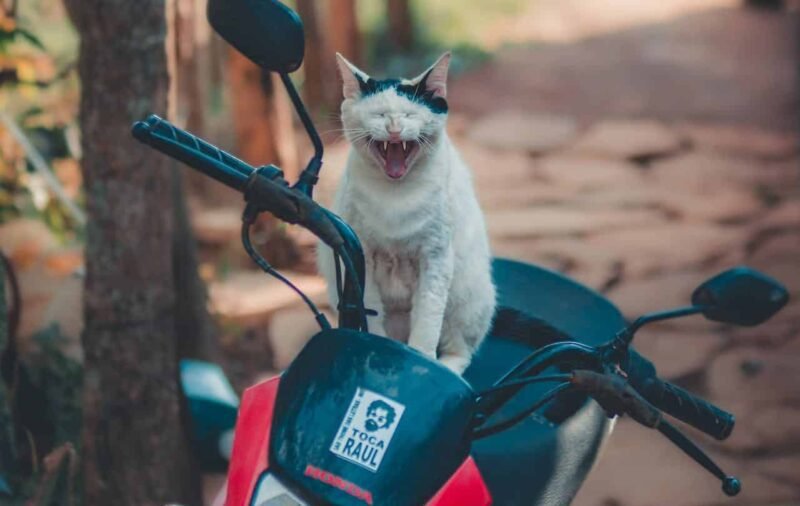 A black and white cat yawning while sitting on a motorcycle