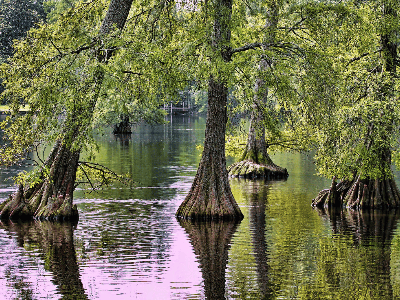 Cypress trees in a lake in Cypress, TX